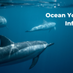 Ocean Youth Sydney 2023 Information Session