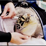 Turtle rescue & rehab