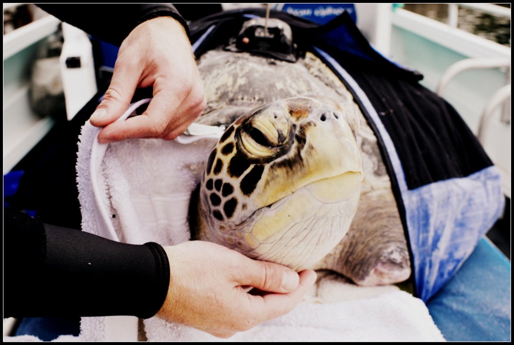 Turtle rescue & rehab