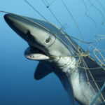 Shark nets deployed in NSW 1 Sept